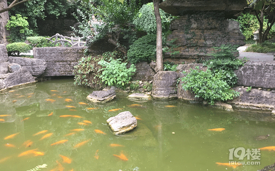 寻根开化：发现久违的树根之魂