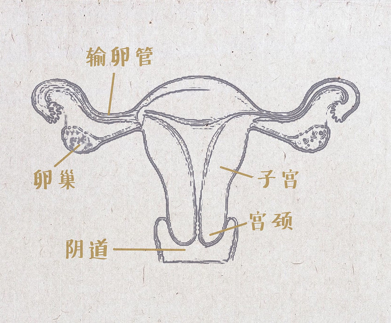 ���ƽṹ.jpg