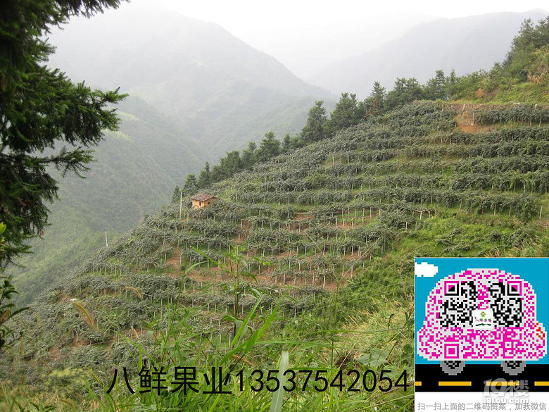 我和徐香獼猴桃有個約定