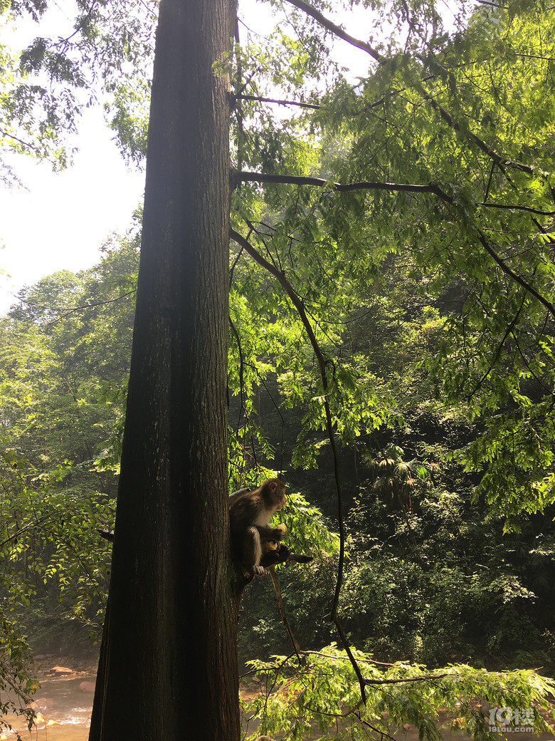 长沙-张家界-广州 第一次没有爸比陪同的亲子游