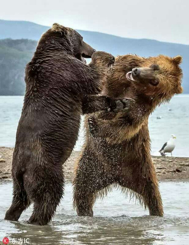俄罗斯两头熊为晚餐大打出手,场面似职业拳击赛