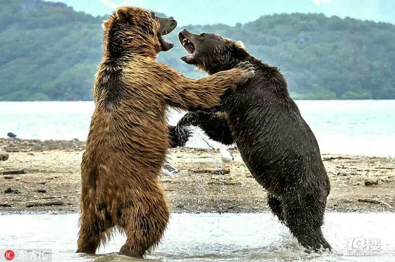 俄罗斯两头熊为晚餐大打出手,场面似职业拳击赛