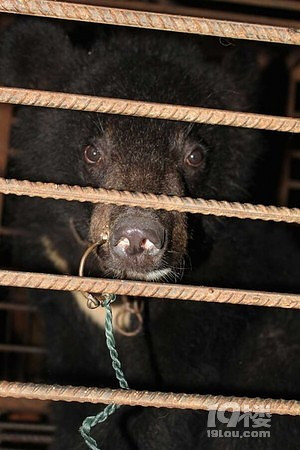 苏州一马戏团疑虐黑熊 强迫站立生穿鼻环-19楼早知道-早知道-杭州19楼