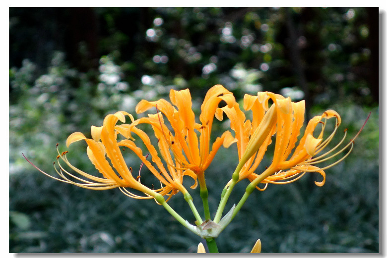 【平地一声雷】