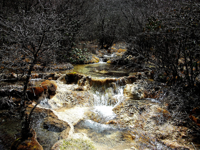 黄龙景区的原始森林