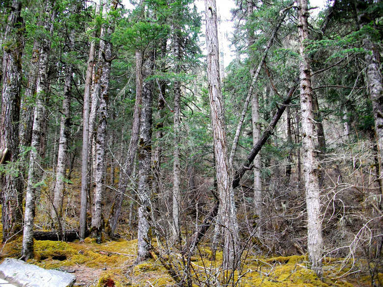 黄龙景区的原始森林