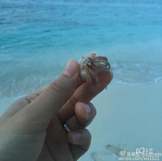 刘翔被曝求婚吴莎成功 疑同款婚戒被扒