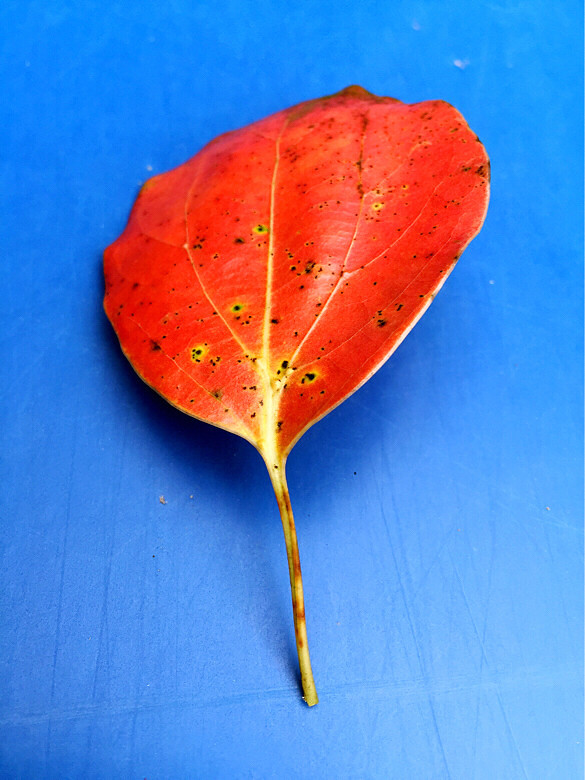 秋雨潇潇,金风细细,叶叶梧桐坠。好一个缠-婆媳