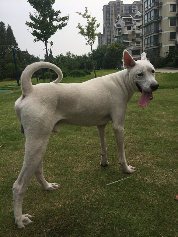 找狗!临平!走丢萨摩。公!毛全剃