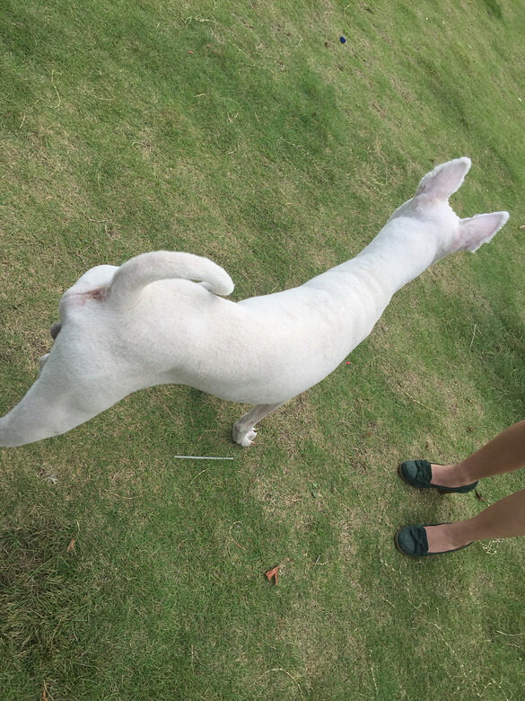 找狗!临平!走丢萨摩。公!毛全剃