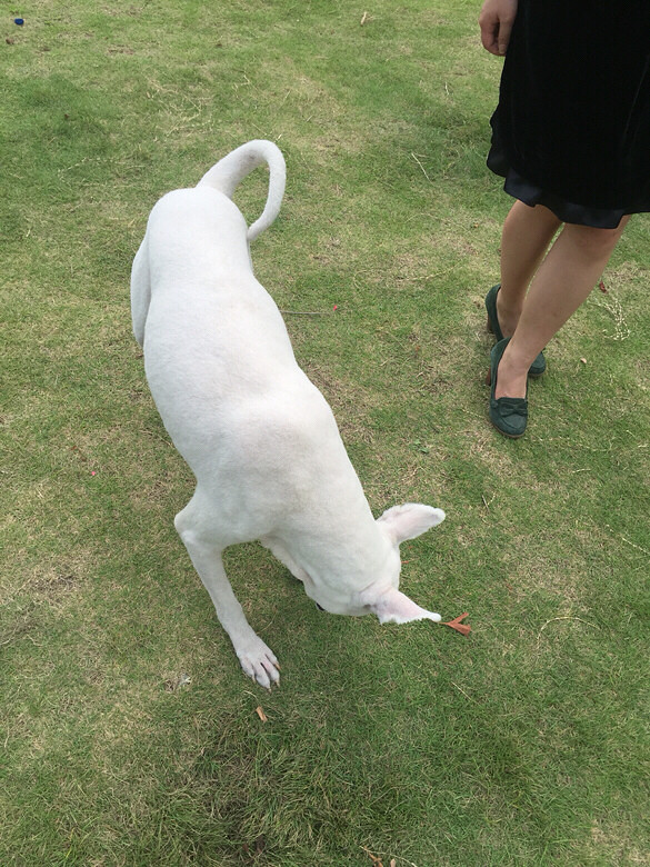 找狗!临平!走丢萨摩。公!毛全剃