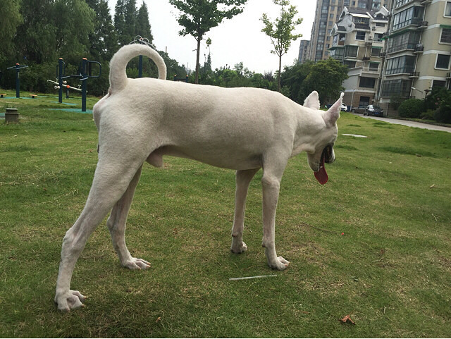 找狗!临平!走丢萨摩。公!毛全剃