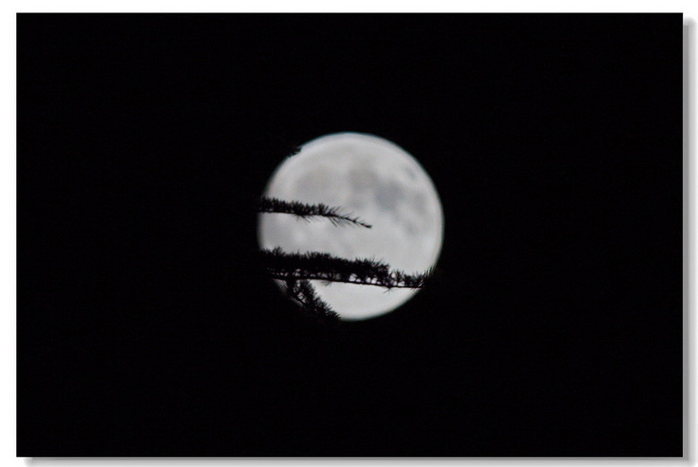 抬头望明月 低头思故乡