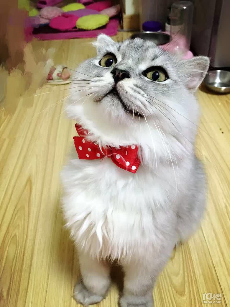 高地DD，找老婆