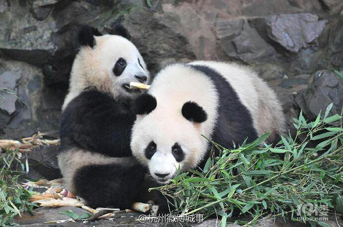 杭州動物園的兩隻