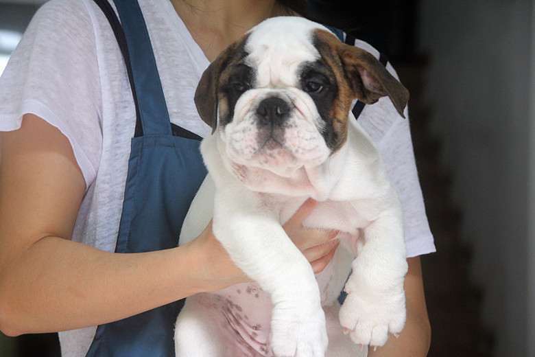 2条虎皮小英牛转让