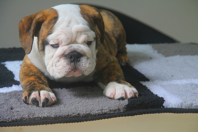 2条虎皮小英牛转让