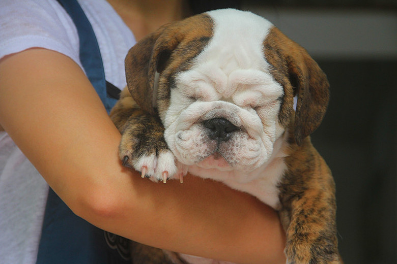 2条虎皮小英牛转让