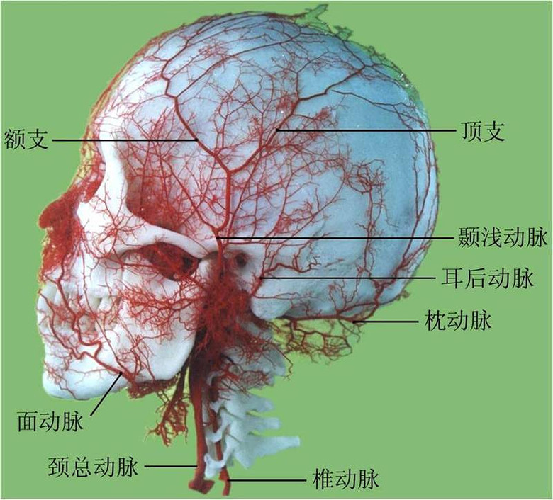 浙江省人民医院整形外科主任吴溯帆教授指着头面部血管(动脉)模型说