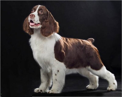 出售家养纯种极品展示型史宾格幼犬1公1母