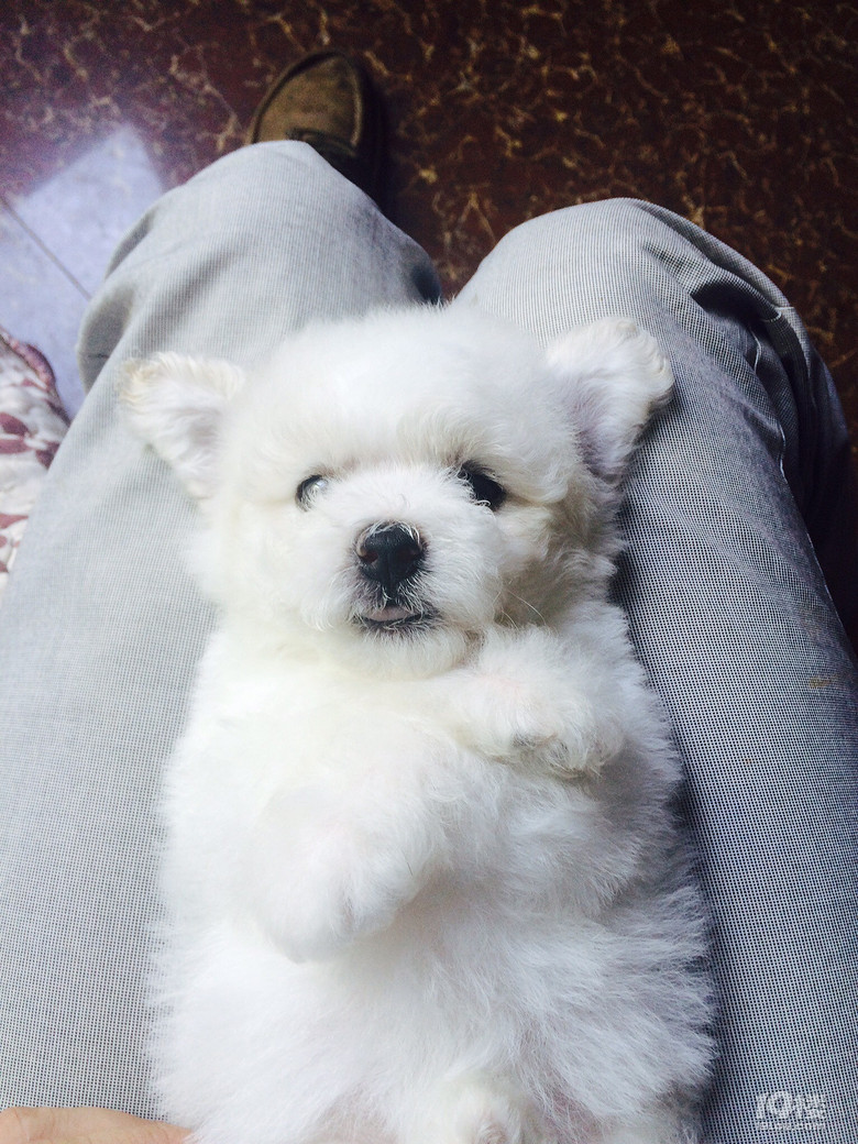 出售自家白色贵宾幼犬