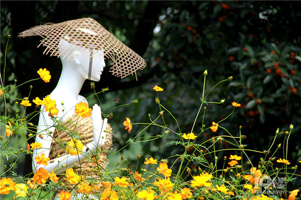 西溪的火柿紅了,國(guó)慶節(jié)去西溪還可以賞國(guó)宴用瓷、看養(yǎng)生花卉展