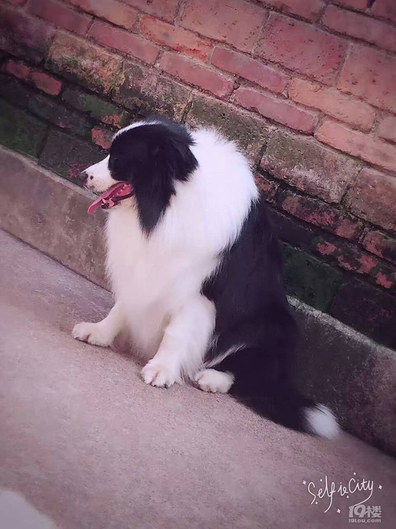 家养边境牧羊犬 金毛犬找个好人家.