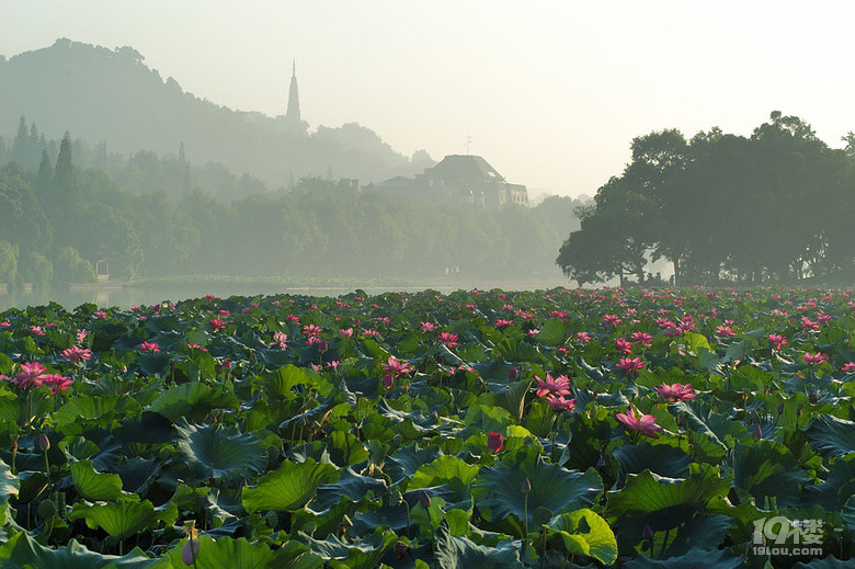青帘坊旅游攻略 幽幽荷花自怜处
