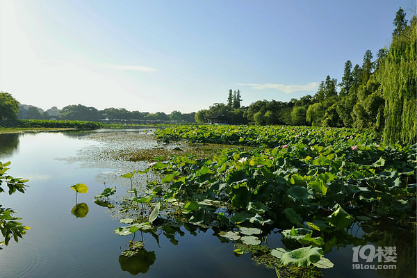 青帘坊旅游攻略 幽幽荷花自怜处