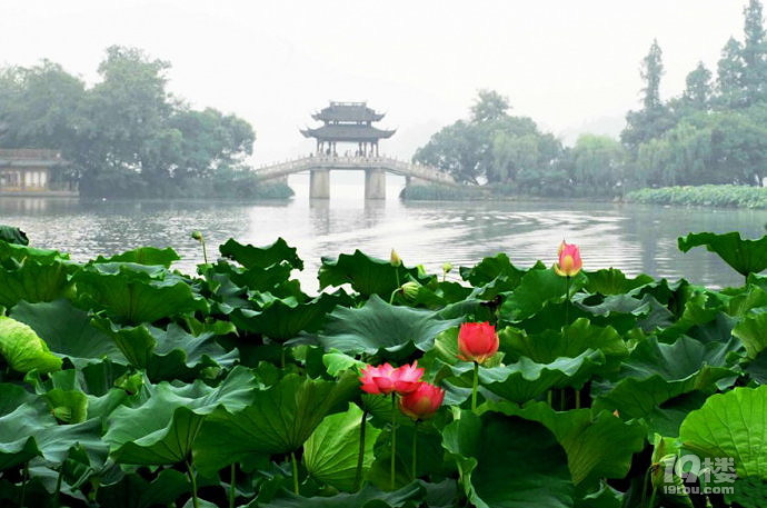 青帘坊旅游攻略 幽幽荷花自怜处