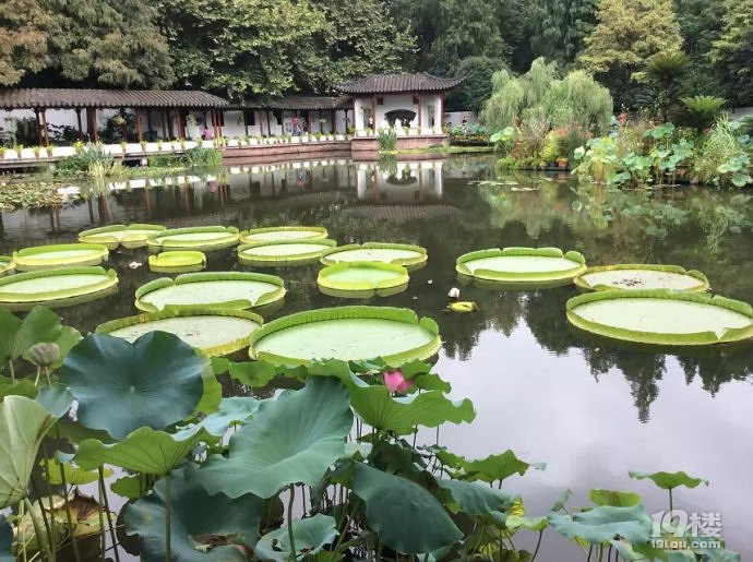 青帘坊旅游攻略 幽幽荷花自怜处