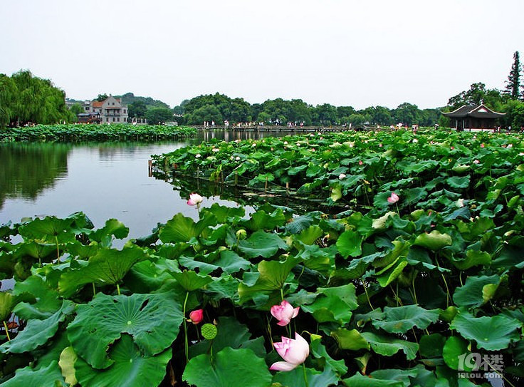青帘坊旅游攻略 幽幽荷花自怜处