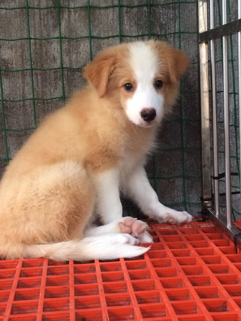 巧克力边境牧羊犬,金边