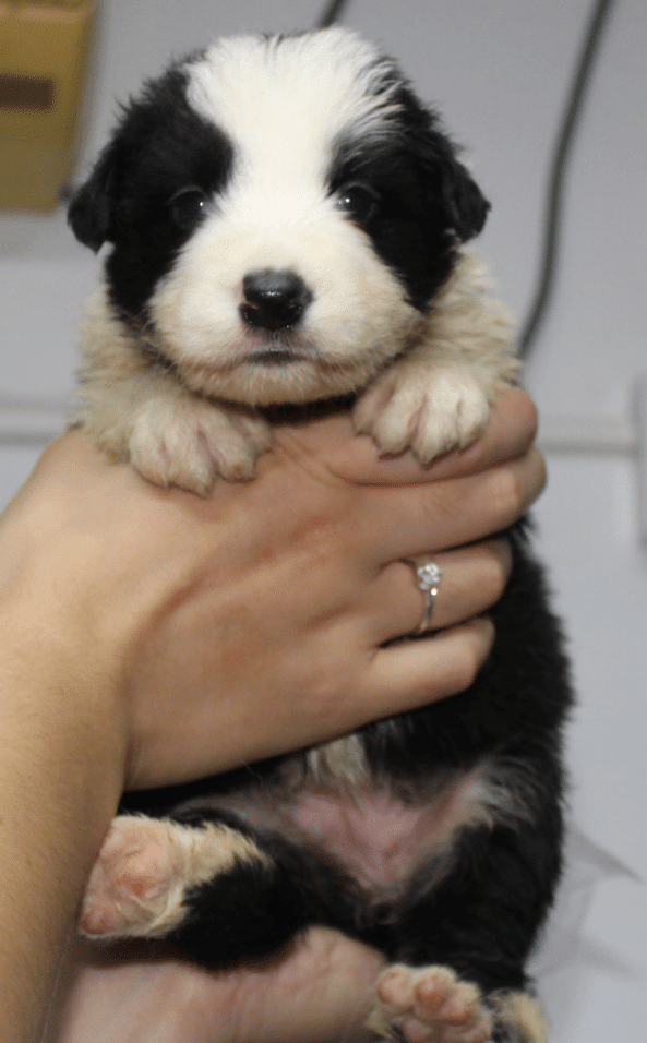 巧克力边境牧羊犬,金边