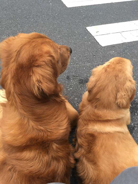 谁家走丢了三只金毛,一大两小,在半山.我