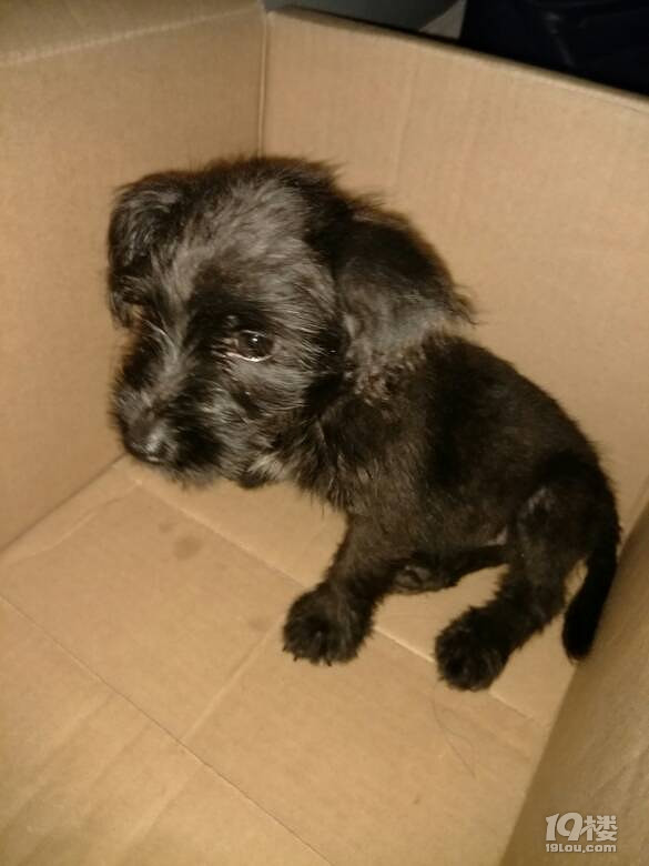 有没有想养雪纳瑞串串的?