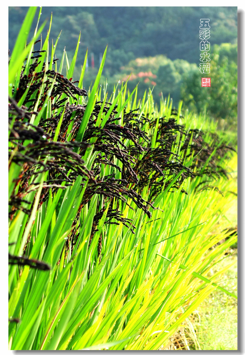 【城市籍田里的五彩水稻】