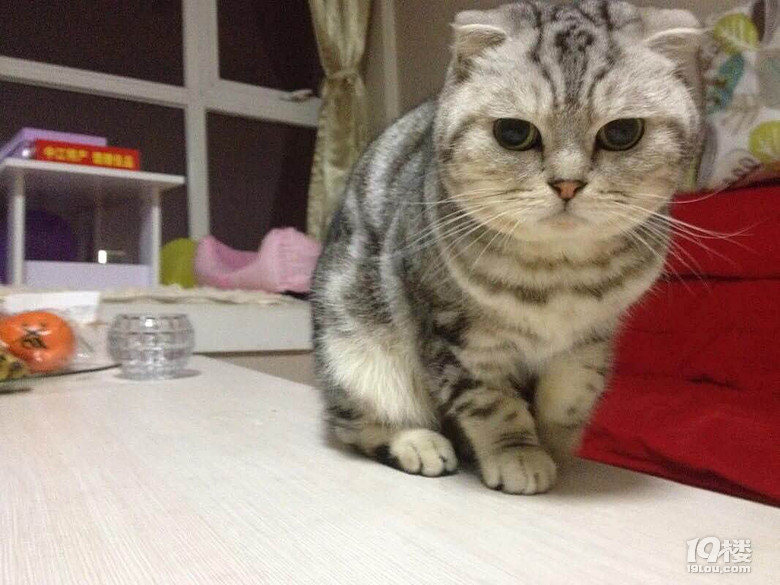 苏格兰折耳母猫,求个亲家