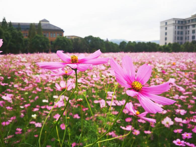 波斯菊花语:纯真并永远快乐着-19摄区-杭州19