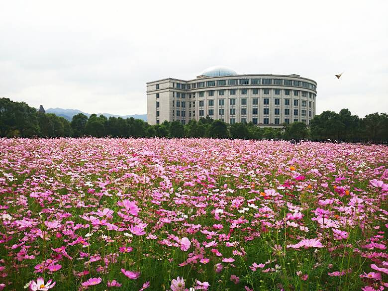 波斯菊花语:纯真并永远快乐着