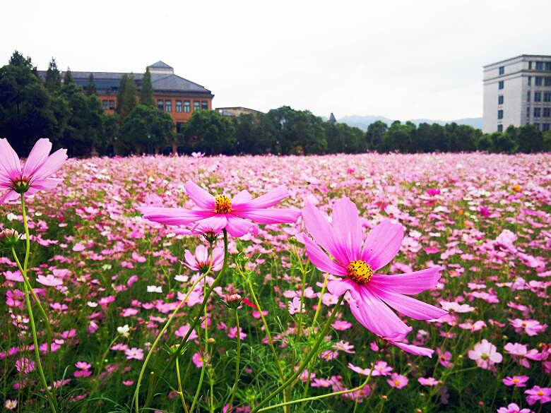 波斯菊花语:纯真并永远快乐着