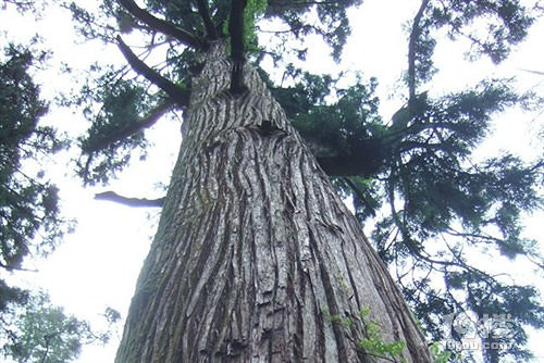 冲天树旅游攻略 一棵高耸入云的树