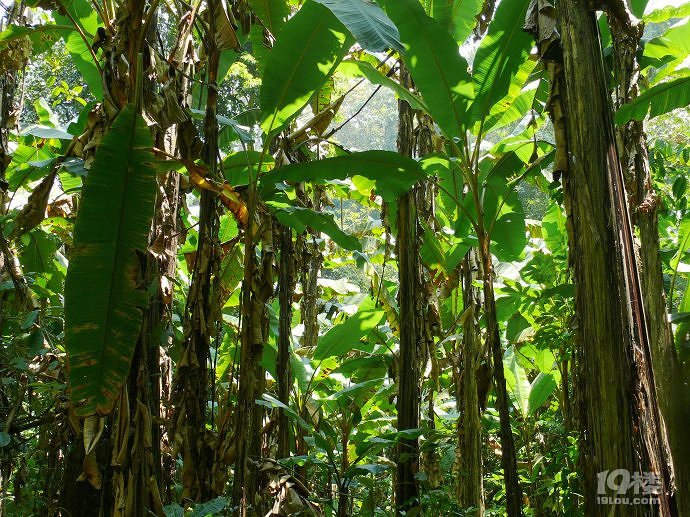 冲天树旅游攻略 一棵高耸入云的树