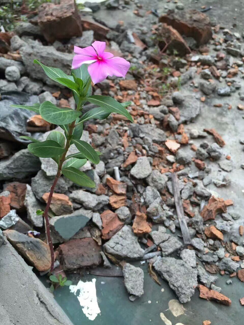 废墟中绽放的小花