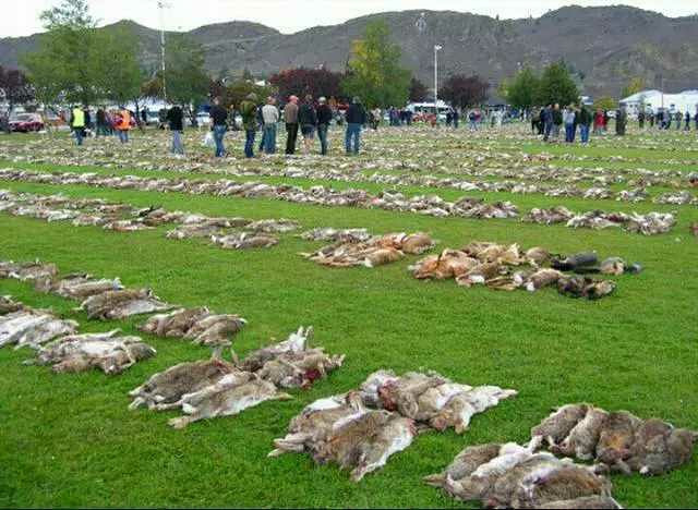 年年举行猎兔大赛?有态度