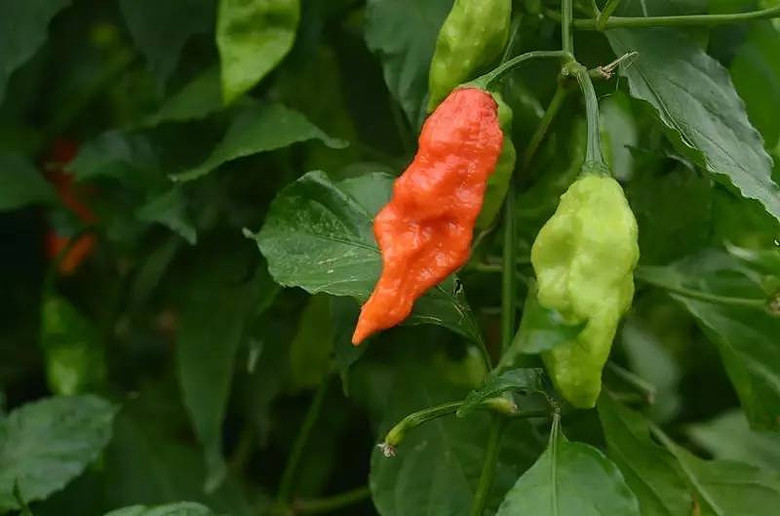 【辣王争霸赛】辰山植物园里的世界级超级辣椒你敢尝吗