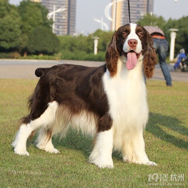 特价出售1公1母纯种展示型史宾格小狗