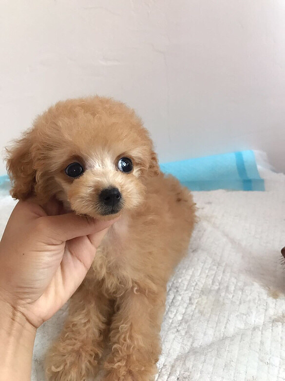 出售小体暖暖哒香槟色泰迪软妹子一枚