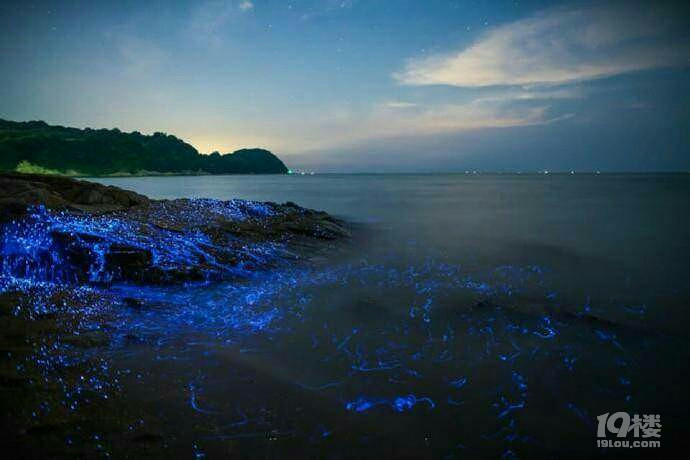 日本本州岛西南部海湾 因当地独有的有"蓝