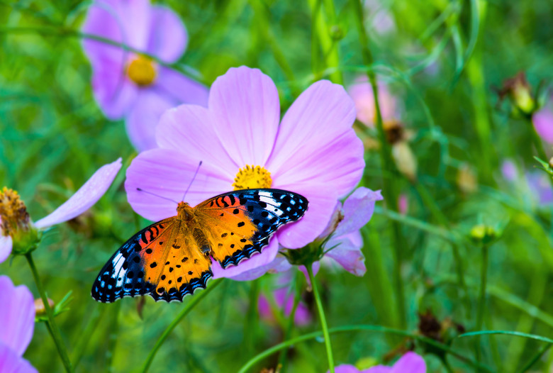 鲜花,蝴蝶和美女